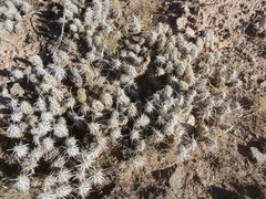 Grusonia clavata