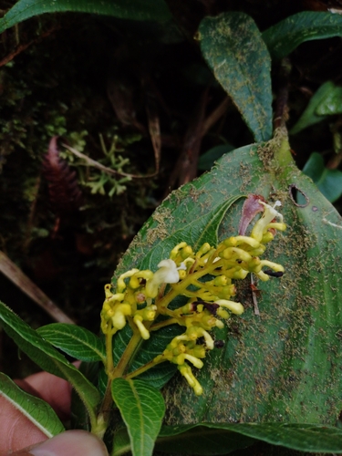 Caprifoliaceae observed 2023-09-28