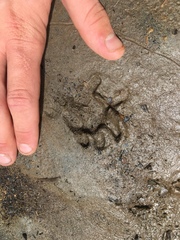 Didelphis marsupialis