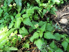 Nanocnide japonica