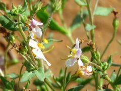Chaenostoma halimifolium