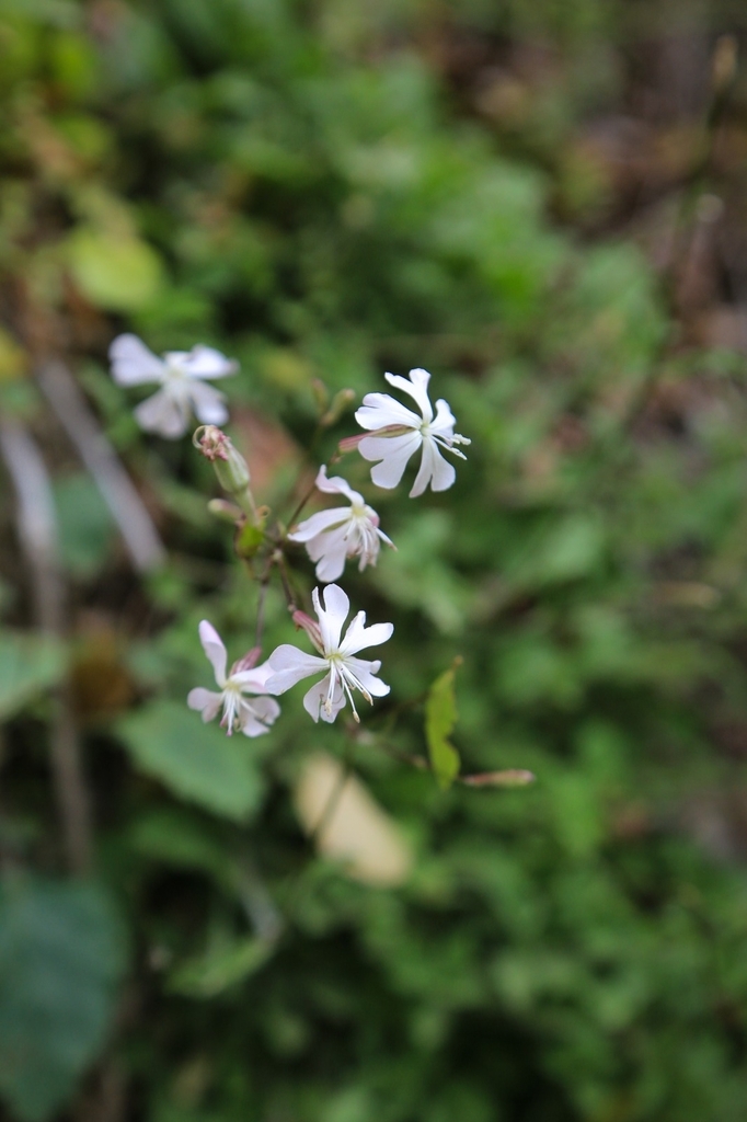 Silene astartes