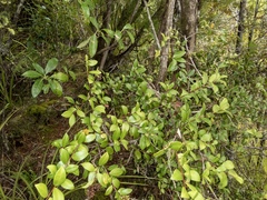Metrosideros albiflora