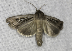 Mythimna velutina