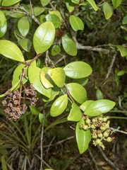 Metrosideros albiflora
