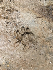 Didelphis marsupialis