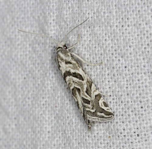 Pelochrista arabescana