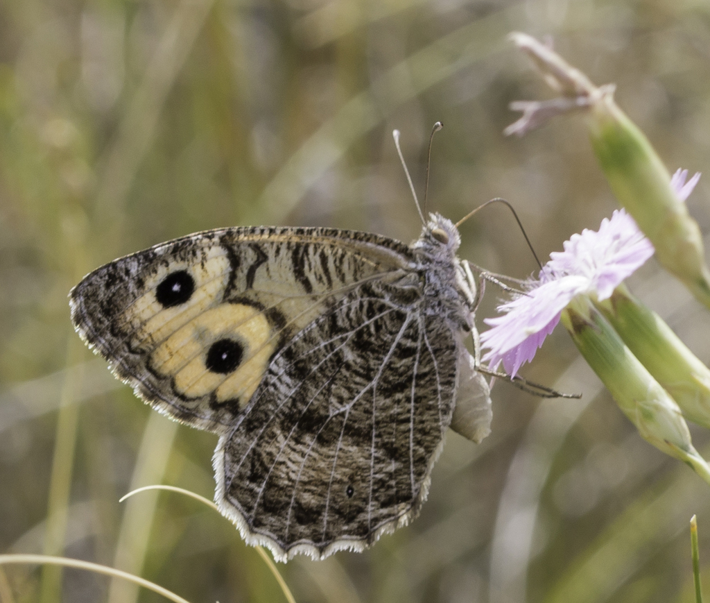 Nevada Grayling