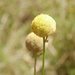 Pycnosorus chrysanthus - Photo (c) Paul George, some rights reserved (CC BY-NC-SA), uploaded by Paul George