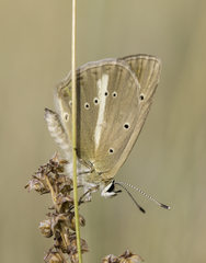 Polyommatus ripartii