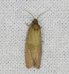 Celypha rosaceana