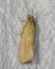 Celypha rosaceana
