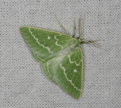 Thetidia smaragdaria
