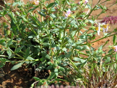 Chaenostoma halimifolium