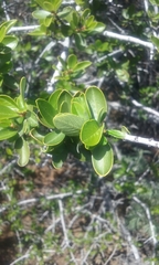 Ceanothus cuneatus cuneatus
