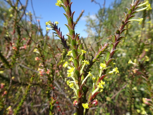 Image of Evening Capespray (Struthiola argentea) by (c) Thomas Koffel, some rights reserved (CC BY)