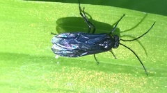 Phymatocera aterrima