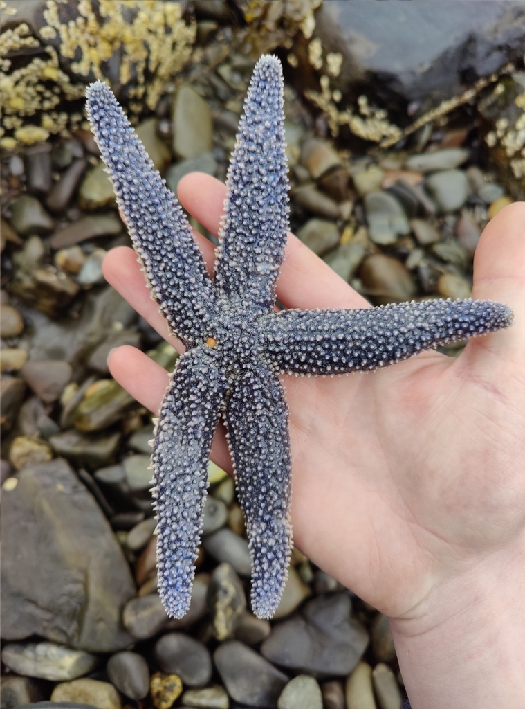 Forbes's Sea Star