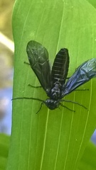 Phymatocera aterrima