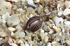 Pseudopusula californiana