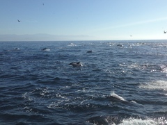 Delphinus