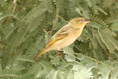 Ploceus melanocephalus
