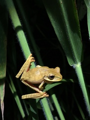 Boana bischoffi