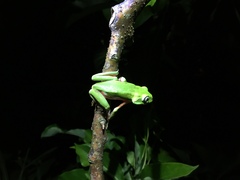 Phyllomedusa distincta