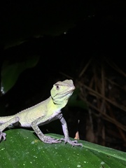Enyalius iheringii