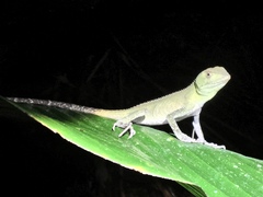 Enyalius iheringii