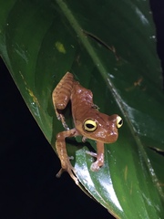 Bokermannohyla hylax