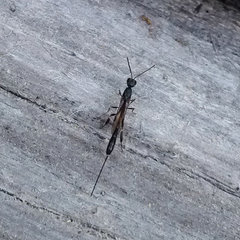 Gasteruption erythrostomum