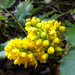 Oregon Grape - Photo (c) Adam C. Bad Wound, some rights reserved (CC BY-NC-SA), uploaded by Adam C. Bad Wound