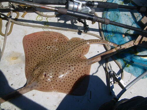 Spotted Ray
