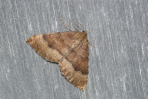 Larentia clavaria