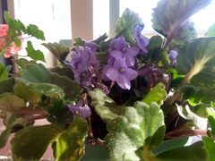 Streptocarpus ionanthus