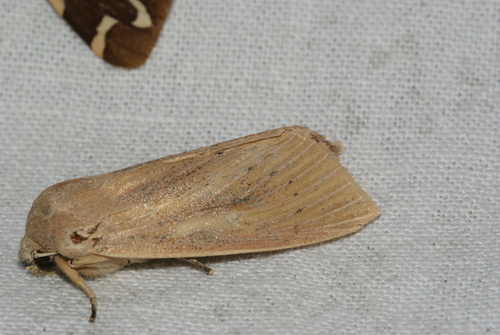 Rhizedra lutosa