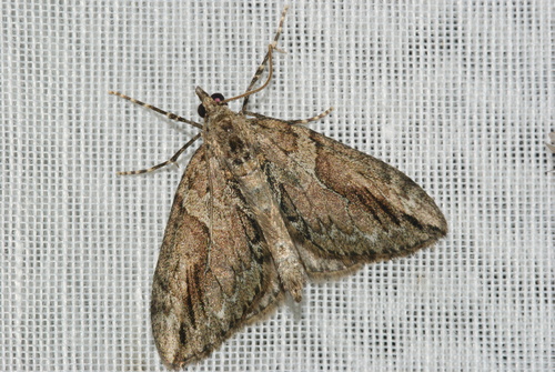 Thera cupressata