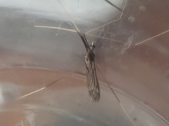 Brachypremna dispellens