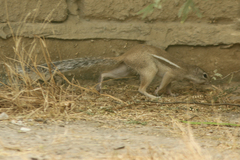 Euxerus erythropus