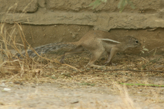 Euxerus erythropus