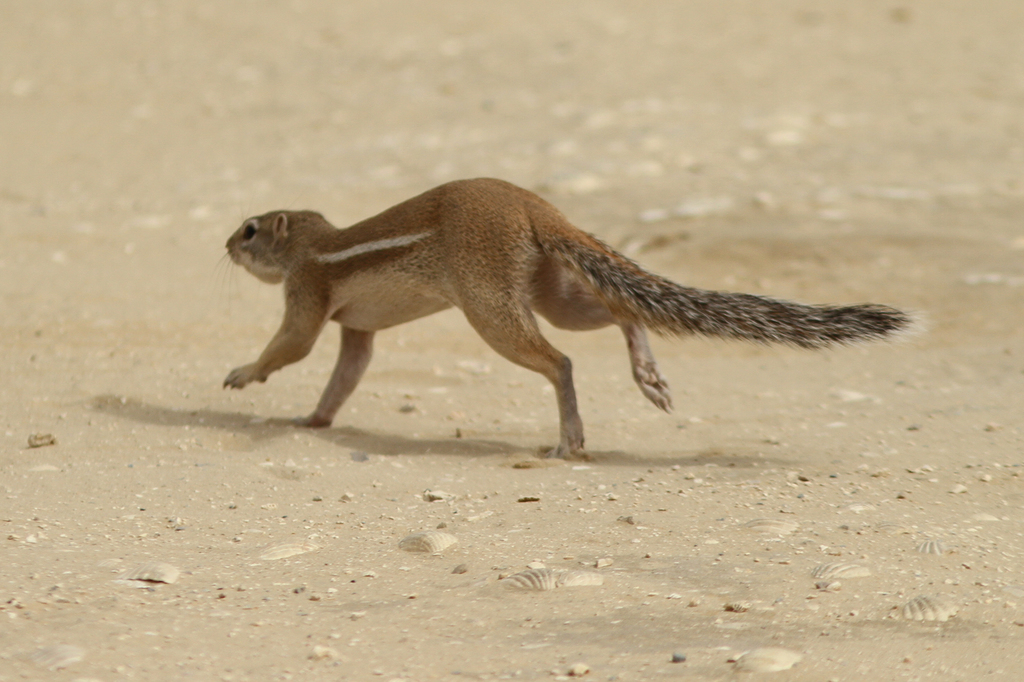 Striped Ground Squirrel