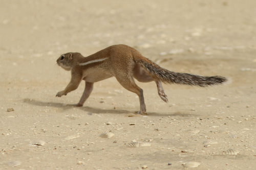 Striped Ground Squirrel