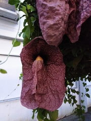 Aristolochia gigantea