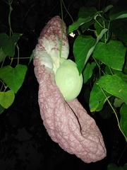 Aristolochia gigantea