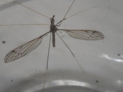 Brachypremna dispellens