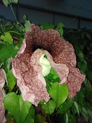 Aristolochia gigantea