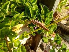 Coleus amboinicus