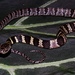 Neuwied's Tree Snake - Photo (c) Esteban Diego Koch, some rights reserved (CC BY-NC-ND), uploaded by Esteban Diego Koch