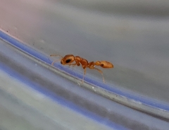 Pseudomyrmex pallidus